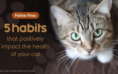 Feline Fine – 5 habits that positively impact the health of your cat