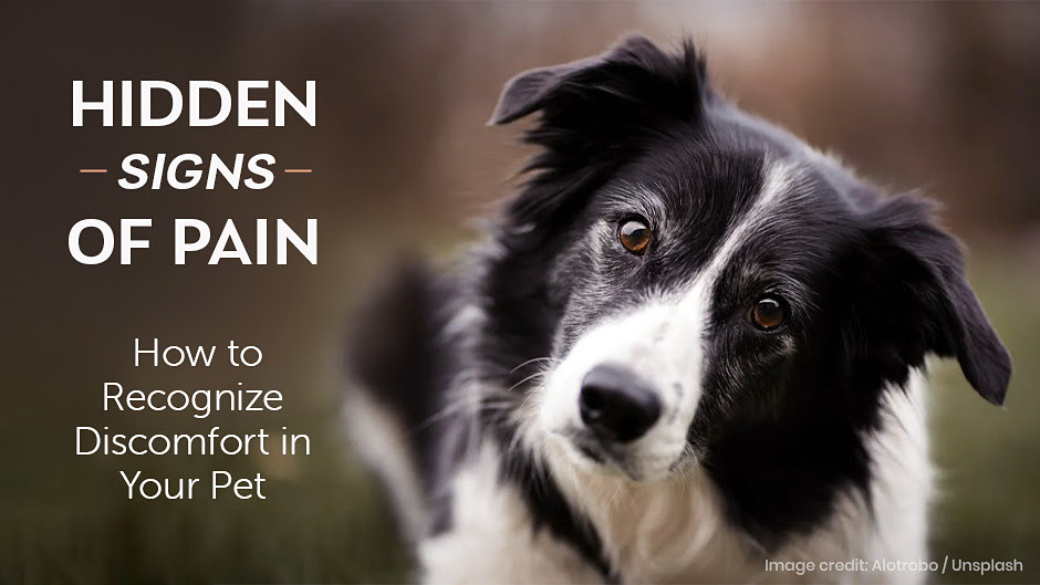 Hidden Signs of Pain How to Recognize in Your Pet Blake