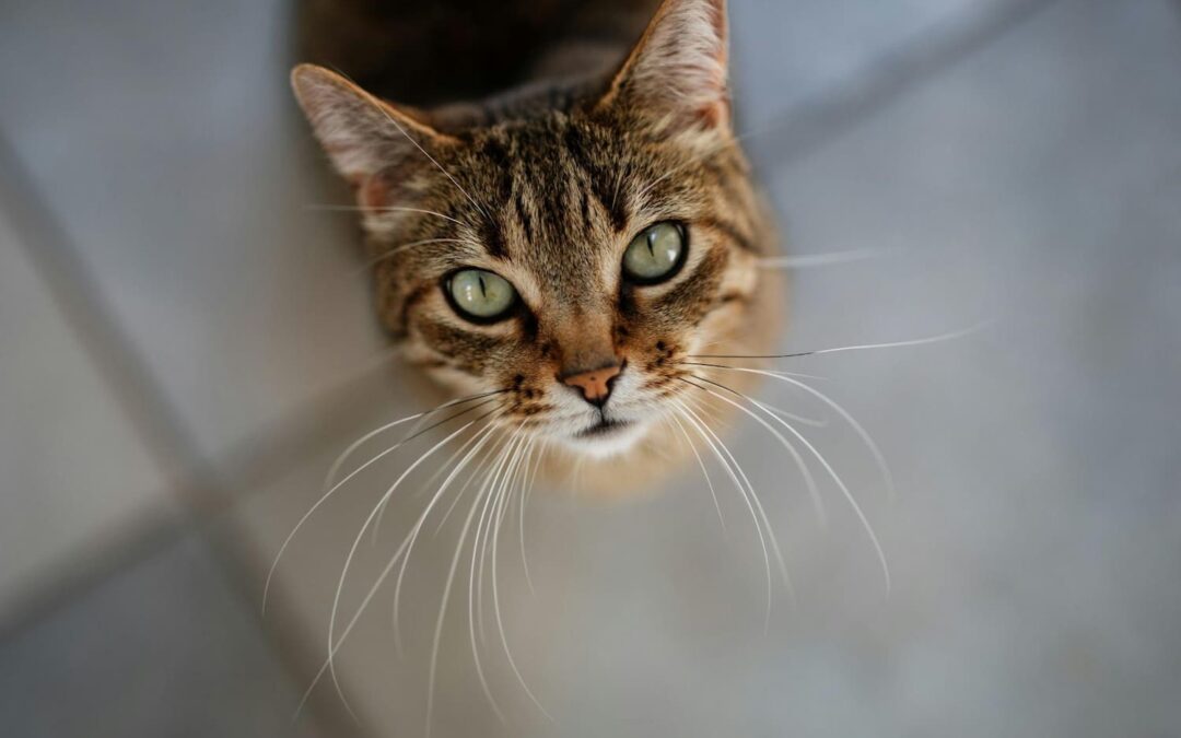 cat looking up from the ground